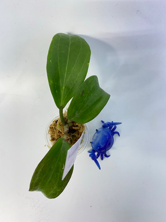 Hoya merrillii long leaf - has some roots
