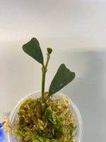 Hoya manipurensis - has active growth