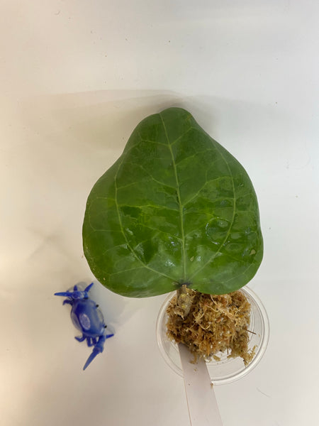 Hoya glabra - unrooted