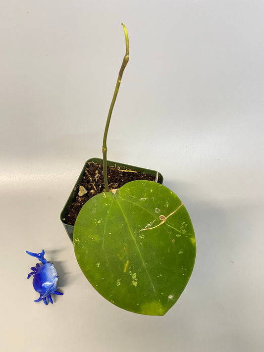 Reserved for Taytay - Loyceandrewsiana - dinner plate - active growth