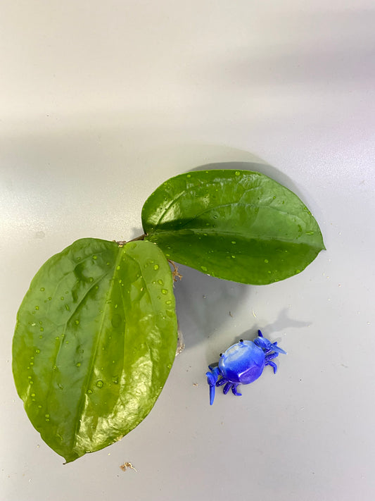 Hoya surigaoensis - unrooted