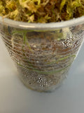 Hoya villosa cao dang / Cao bang- actively growing