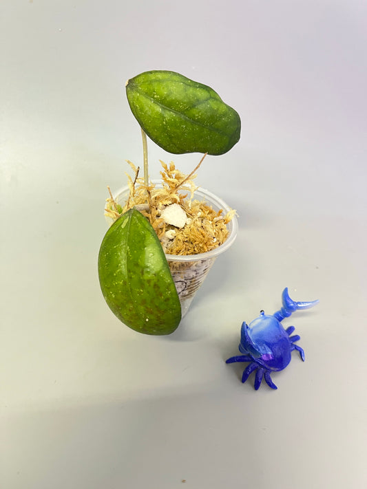 Hoya cv larisa splash  -Unrooted