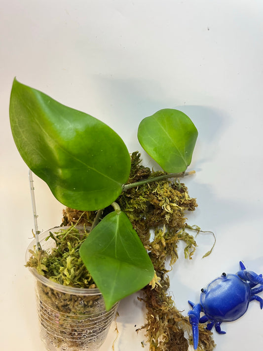 Hoya Kicki - has roots