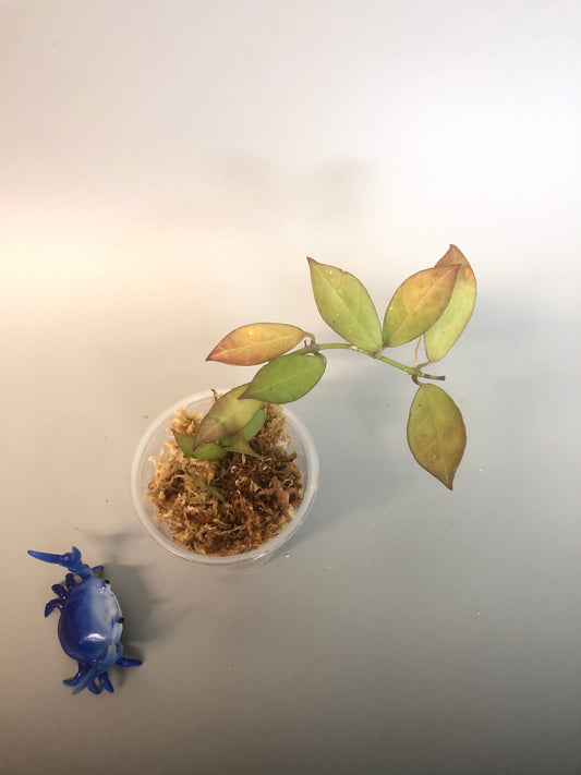 Hoya Rebecca - some roots