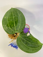 Hoya Latifolia - unrooted
