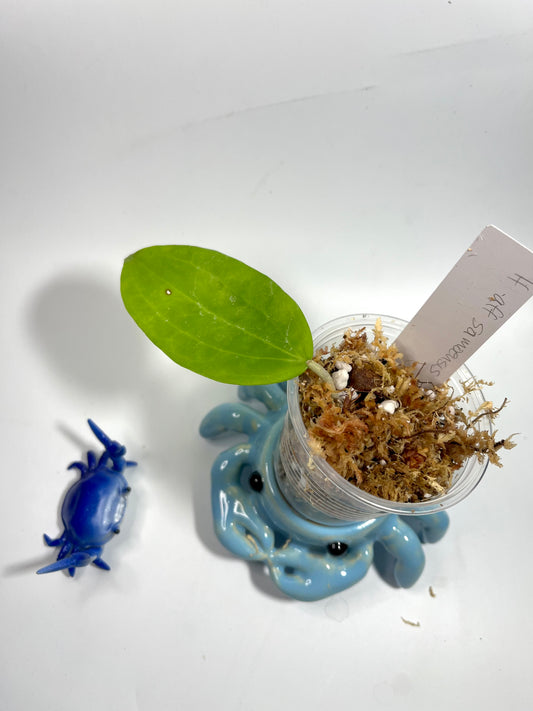 Hoya aff samoensis - starting to root