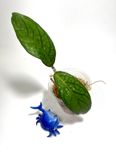 Hoya tanggamus - Unrooted