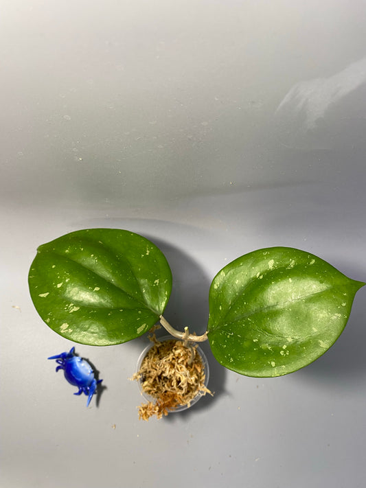 Hoya balaensis round leaf - unrooted