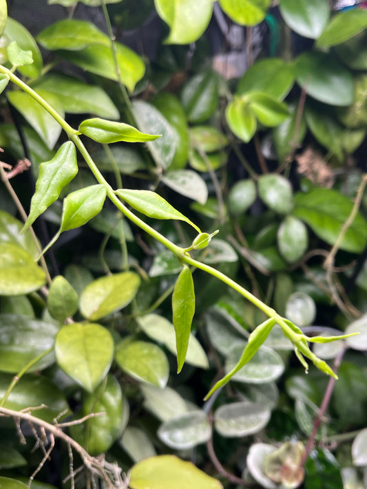 Hoya paxtonii - 3 node fresh - Unrooted cutting