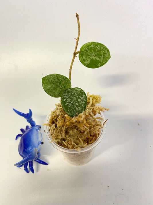 Hoya mathilde with more splash - unrooted