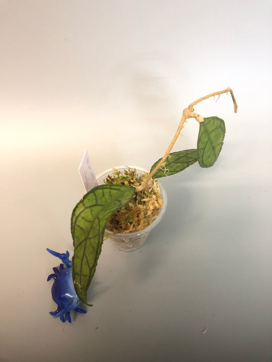 Hoya finlaysonii UT-073