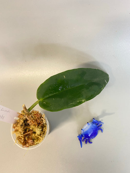 Hoya kaimuki (H macgillivrayi X H archboldiana) Big Flowers