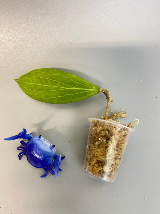 Hoya sp MPR IML 1866 - Unrooted