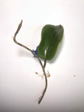 Hoya surigaoensis - has large leaves
