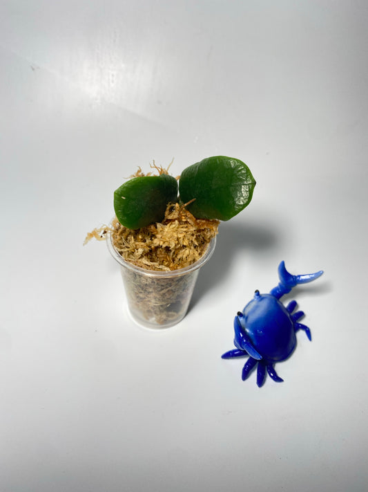 Hoya rotundiflora - Unrooted