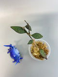 Hoya parviflora -unrooted