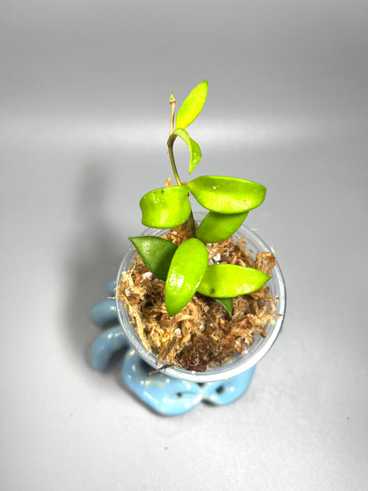 Hoya cupula - starting to root