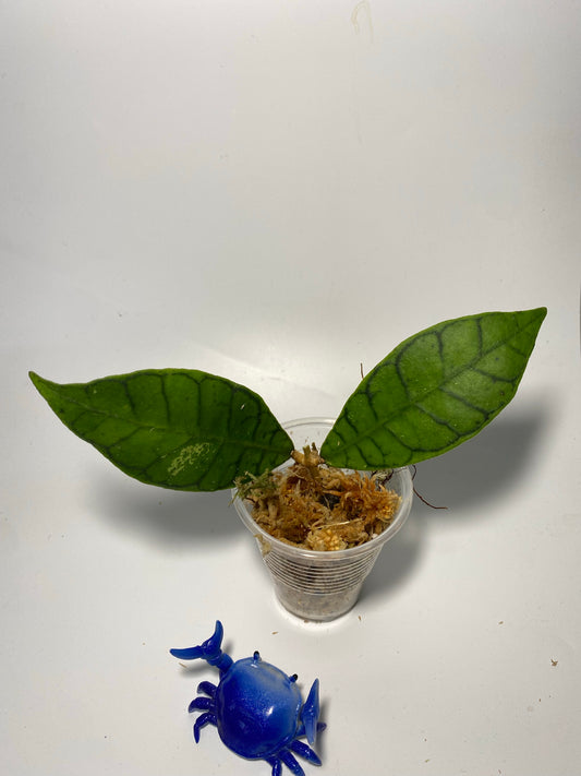 Hoya callistophylla short leaf - Unrooted