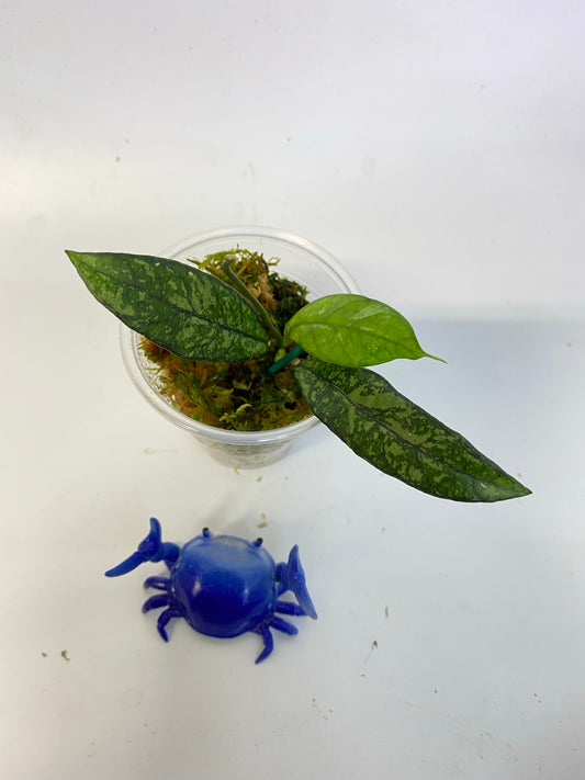 Hoya crassipetiolata splash - active growth