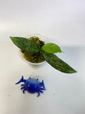 Hoya crassipetiolata splash - active growth
