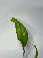 Hoya vitellinoides - has some roots