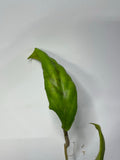 Hoya vitellinoides - has some roots