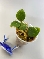 Hoya mathilde with splash and active growth
