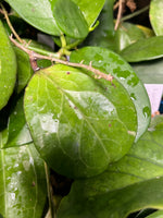 Hoya ‘Michele’ - fresh cut 1 node - unrooted