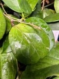 Hoya ‘Michele’ - fresh cut 1 node - unrooted