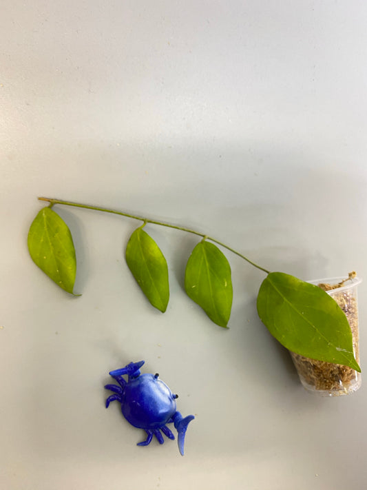 Hoya persicina - starting to root