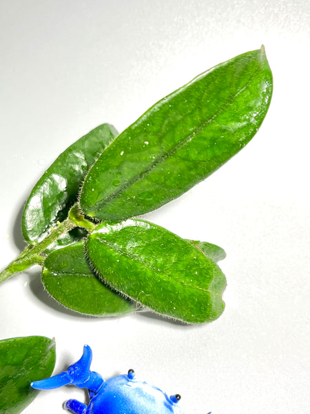 Hoya villosa small leaves - fresh cut - 2 nodes - Unrooted