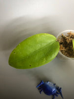Hold for Pamela. Hoya merrillii - starting to root