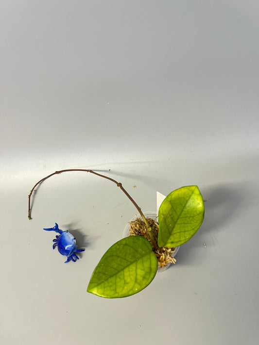 Hoya fungii x pubicalyx - Unrooted