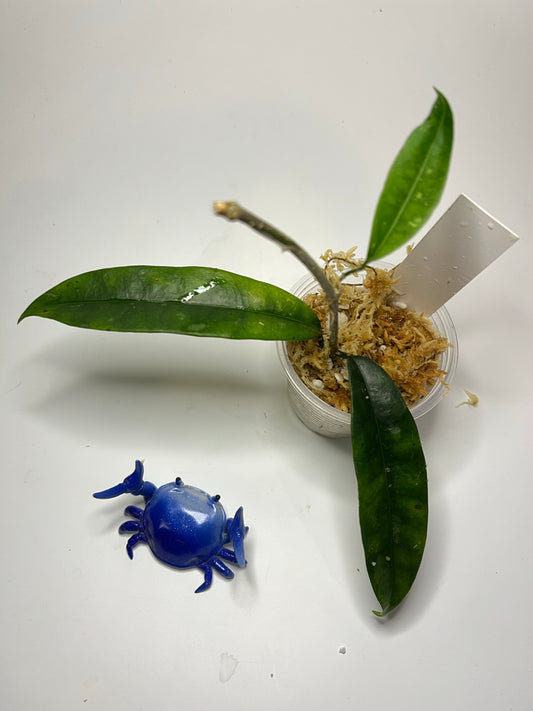 Hoya mappigera yellow corona - Unrooted