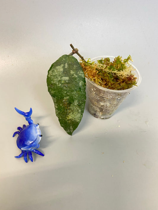 Hoya caudata regular starting to root