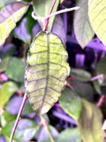 Hoya Nong nooch Iml 1541 - fresh cut 1 node / 1 leaf - Unrooted - 1 node