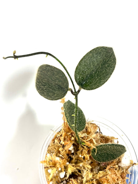 Hoya aff thomsonii - Unrooted