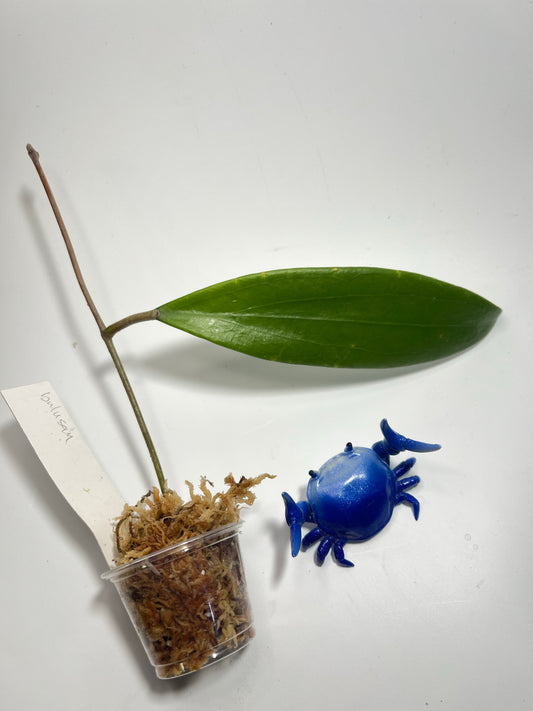 Hoya sp bulusan - Unrooted