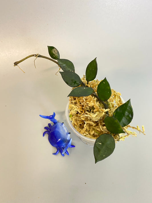 Hoya krohniana black - rooted