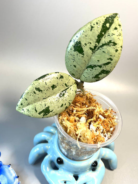 Hoya carnosa Wilbur graves (Russia) - Unrooted