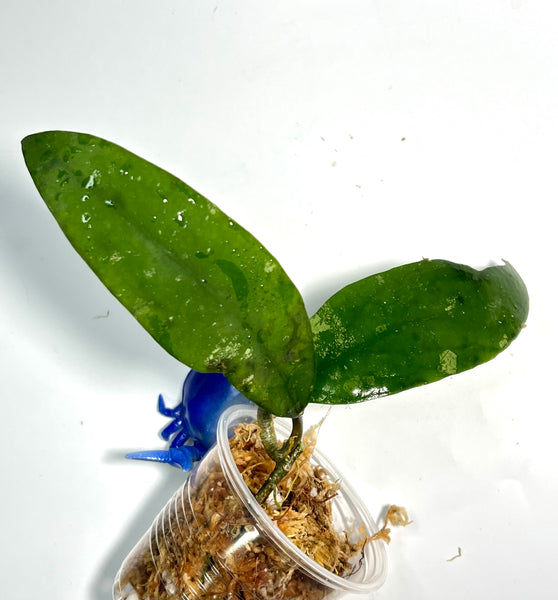 Hoya padangensis / uncinata- Unrooted
