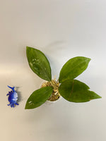 Hoya erythrostemma new, rooted