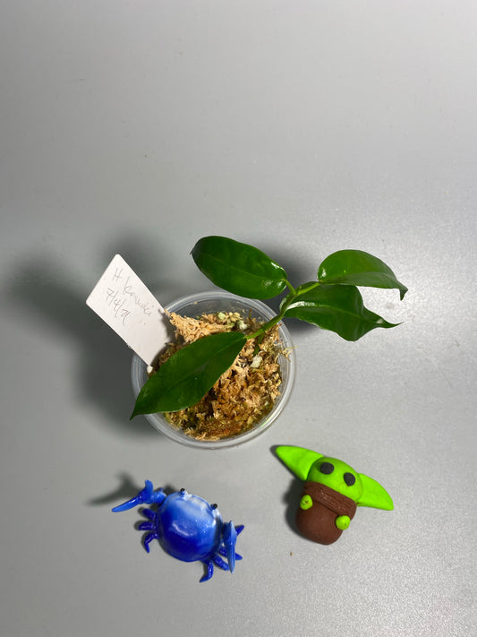 Hoya kaimuki (H macgillivrayi X H archboldiana) - active growth