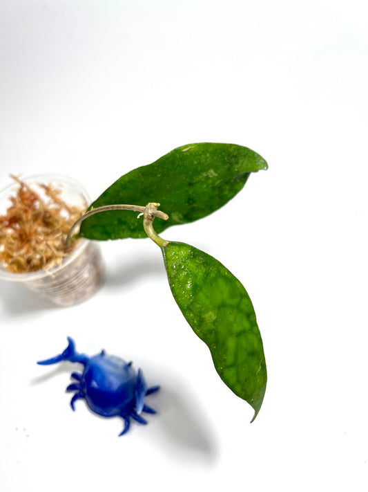 Hoya corneri - Unrooted