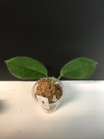 Hoya naumanii (australis x subcalva)