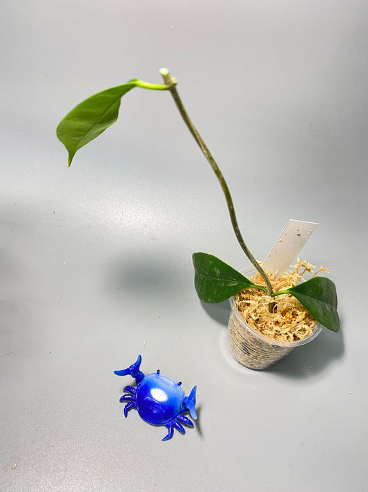 Hoya mappigera - has some roots