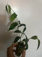Hoya danumensis - active growth