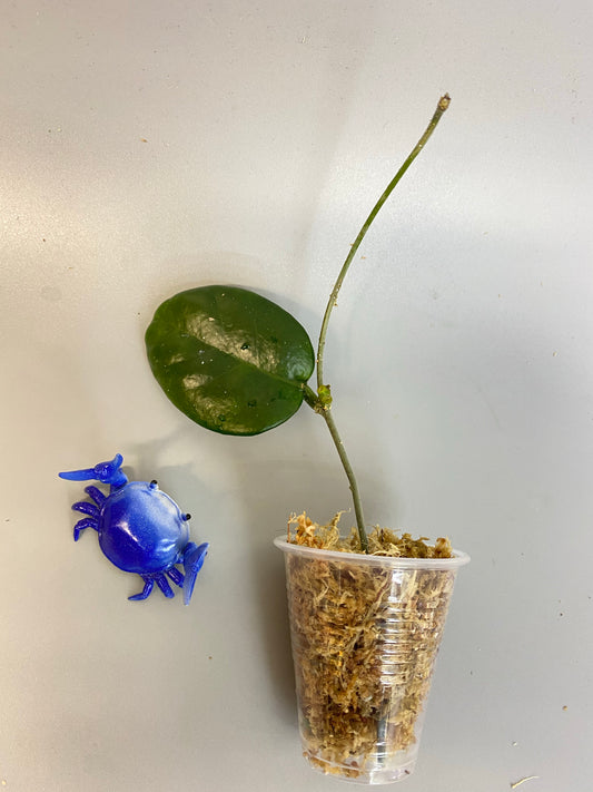 Hoya sp doi tung - unrooted