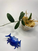 Hoya Lyi - has roots